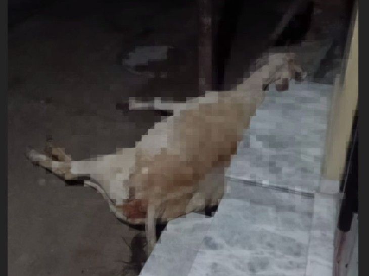 बारिश के बाद बिजली के पोल में दौड़ा करंट: बुलंदशहर में गाय की मौत, लोगों में नाराजगी – Dainik Bhaskar