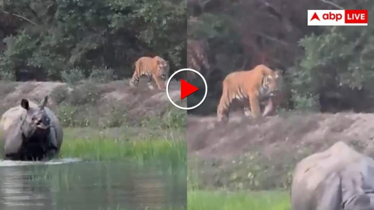 Viral video: गैंडे के सामने बाघ भी हुआ बेदम, जंगल से सामने आया हैरान कर देने वाला नजारा – ABP News