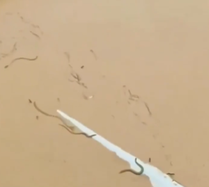 Typhoon Maysak